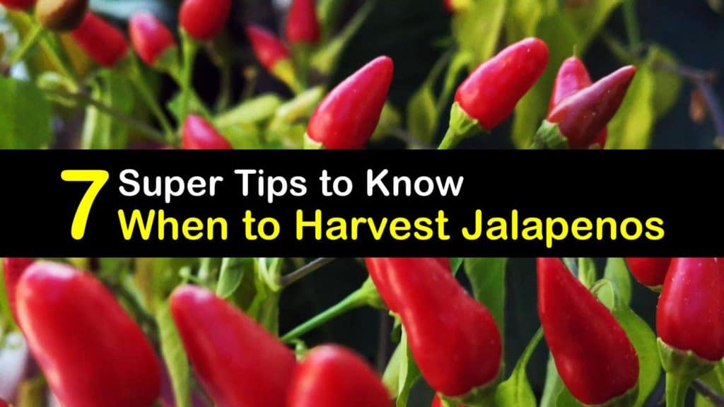 When to Harvest Jalapenos titleimg1 