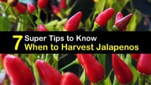 When to Harvest Jalapenos titleimg1