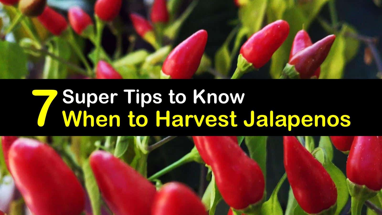7 Super Tips to Know When to Harvest Jalapenos