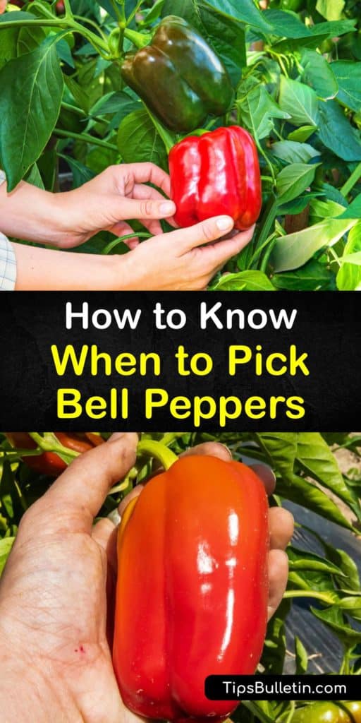 This growing season, learn how to harvest peppers after transplanting them outside. Pepper varieties like hot peppers and sweet peppers continue to ripen as they stay on the vine. Green bell peppers change color to red bell peppers the longer they stay on the plant. #when #picking #bell #peppers