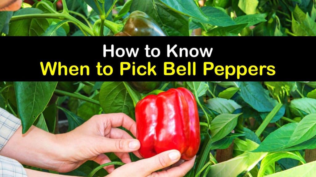 When to Pick Bell Peppers