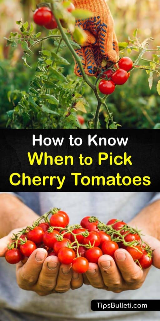 Find the perfect heirloom red tomatoes with this guide full of tips to pick pristine, ripe tomatoes. Inform yourself on the ripening process, ethylene gas, and fruiting colors of determinate tomatoes so that you always have colorful fruits with sweet flavors. #when #pick #cherry #tomatoes