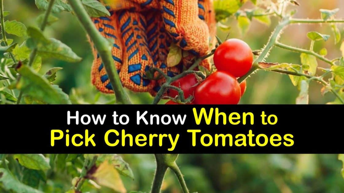 How to Know When to Pick Cherry Tomatoes