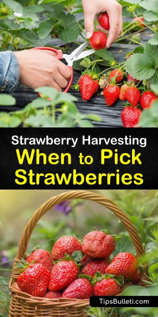 Learn how to harvest strawberries from your local farm or at pick-your-own farms. Some pickers use a thumbnail to cut through the vine. However, scissors work just as well. After the first year of growing June-bearing strawberries, you must be ready at harvest time. #when #picking #strawberries