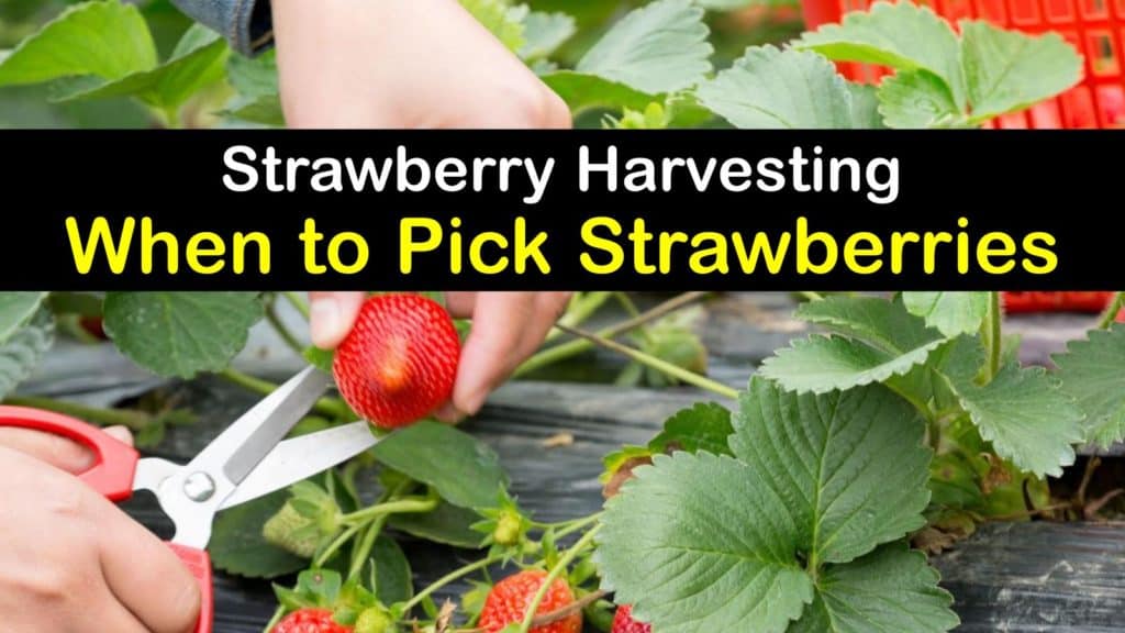 When to Pick Strawberries titleimg1