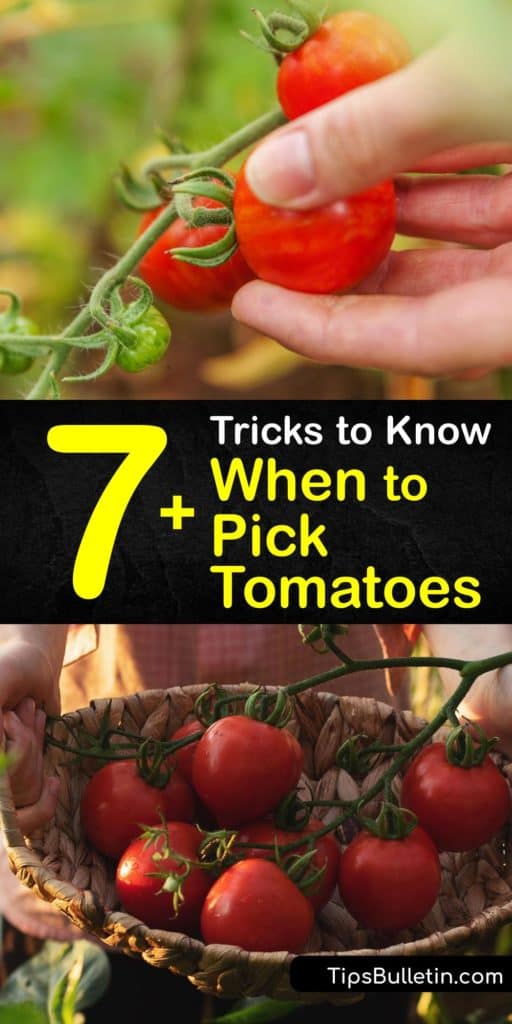 Learn when to pick-tomatoes and how to identify ripe tomatoes. Heirloom tomatoes indicate ripeness by skin color. Chlorophyll causes the fruit to be green initially. Ethylene gas turns the fruit into regular red tomatoes. To preserve ripe tomatoes, use a paper bag.  #harvest #tomatoes #picking