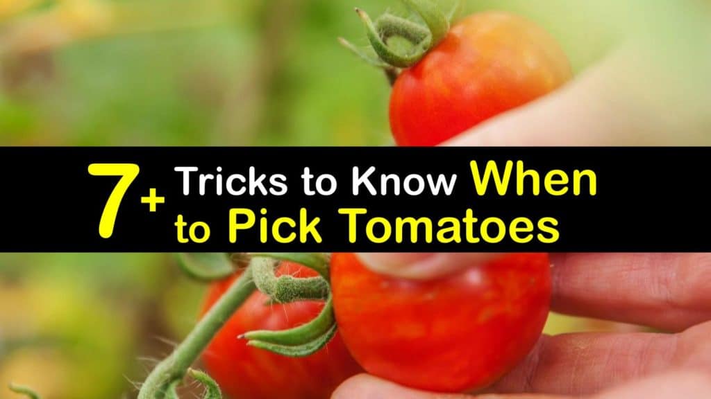 7+ Astonishing Tricks to Know When to Pick Tomatoes - Tips Bulletin