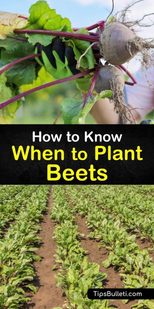Embrace the cool-season regions and grow delicious beet varieties, like Detroit Dark Red beetroot, that are easy to care for and delicious. Use this guide full of tips on harvesting beets, applying mulch, and finding full sun and row cover for healthy Beta vulgaris plants. #when #plant #beets