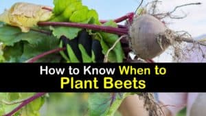 When to Plant Beets titleimg1