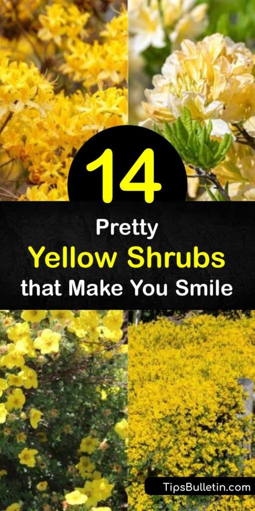 Discover the best shrubs with yellow flowers and leaves, whether you want an evergreen shrub-like camellia or a groundcover like potentilla. These hardy shrubs prefer full sun or partial shade. Try yellow azalea for fragrant flowers that attract hummingbirds. #shrubs #yellow #flowers #leaves