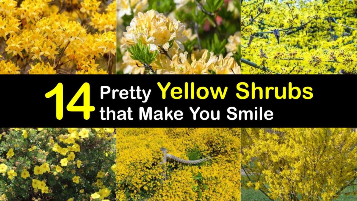 Yellow shrubs sales