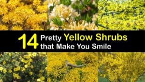 Yellow Shrubs titleimg1