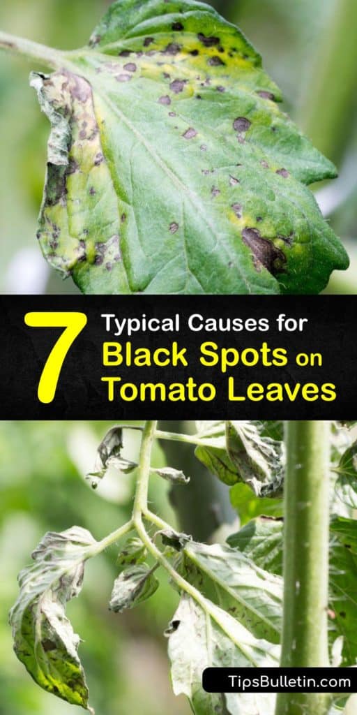 Discover the top causes of black spots on tomato leaves, from fungal diseases like early blight to bacterial canker. Plus, learn how to prevent black spots by applying mulch and pesticide and watering consistently throughout the growing season. #tomato #leaves #diseases #black #spots