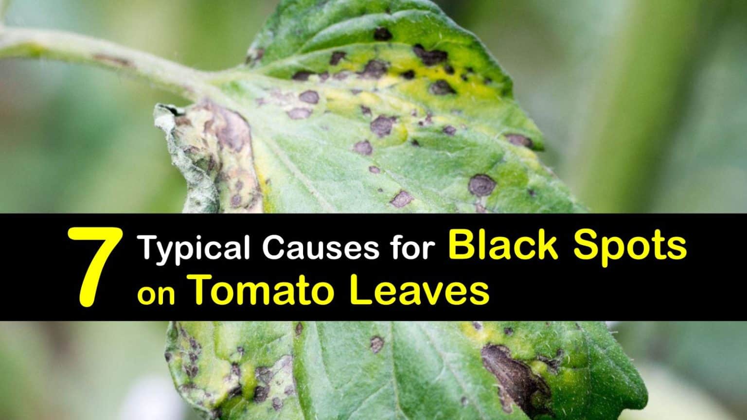 7 Typical Causes for Black Spots on Tomato Leaves
