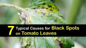 Black Spots on Tomato Leaves titleimg1
