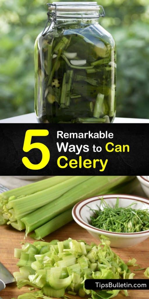 Discover how to can celery rather than dehydrate your veggies to make celery soup and condiments. Slice fresh celery and process them in canning jars in a pressure cooker or a water bath canner. Make cream of celery soup or quick pickles to eat throughout the year. #howto #celery #canning