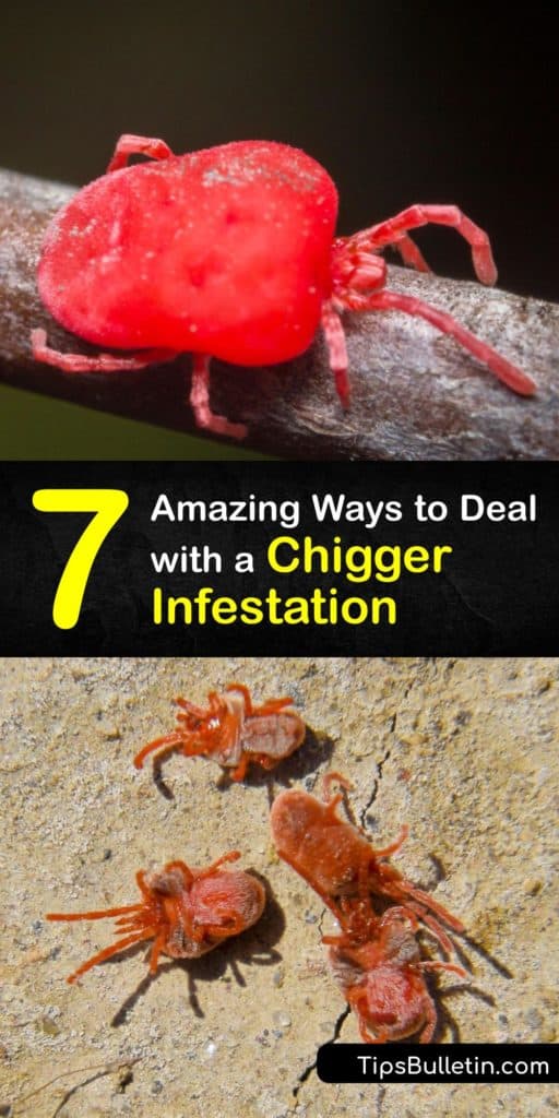 Learn how to control and prevent a chigger infestation around your home and avoid taking antihistamines and covering yourself with calamine lotion to stop the intense itching. Keep your lawn mowed, and apply DEET insect repellent before spending time in the yard. #chigger #infestation #prevent