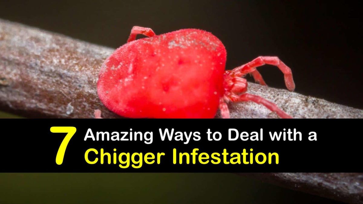 7 Amazing Ways to Deal with a Chigger Infestation