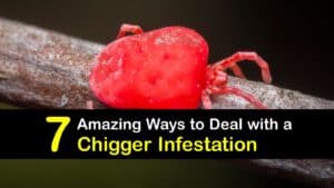 Chigger Infestation titleimg1