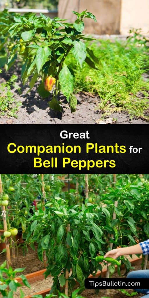 Learn how to grow a healthy and productive garden by growing companion plants with your bell peppers. Grow radishes, chives, oregano, and marigolds in your garden, and avoid planting Brussels sprouts beside your pepper plants for the best results. #bell #pepper #companion #plants