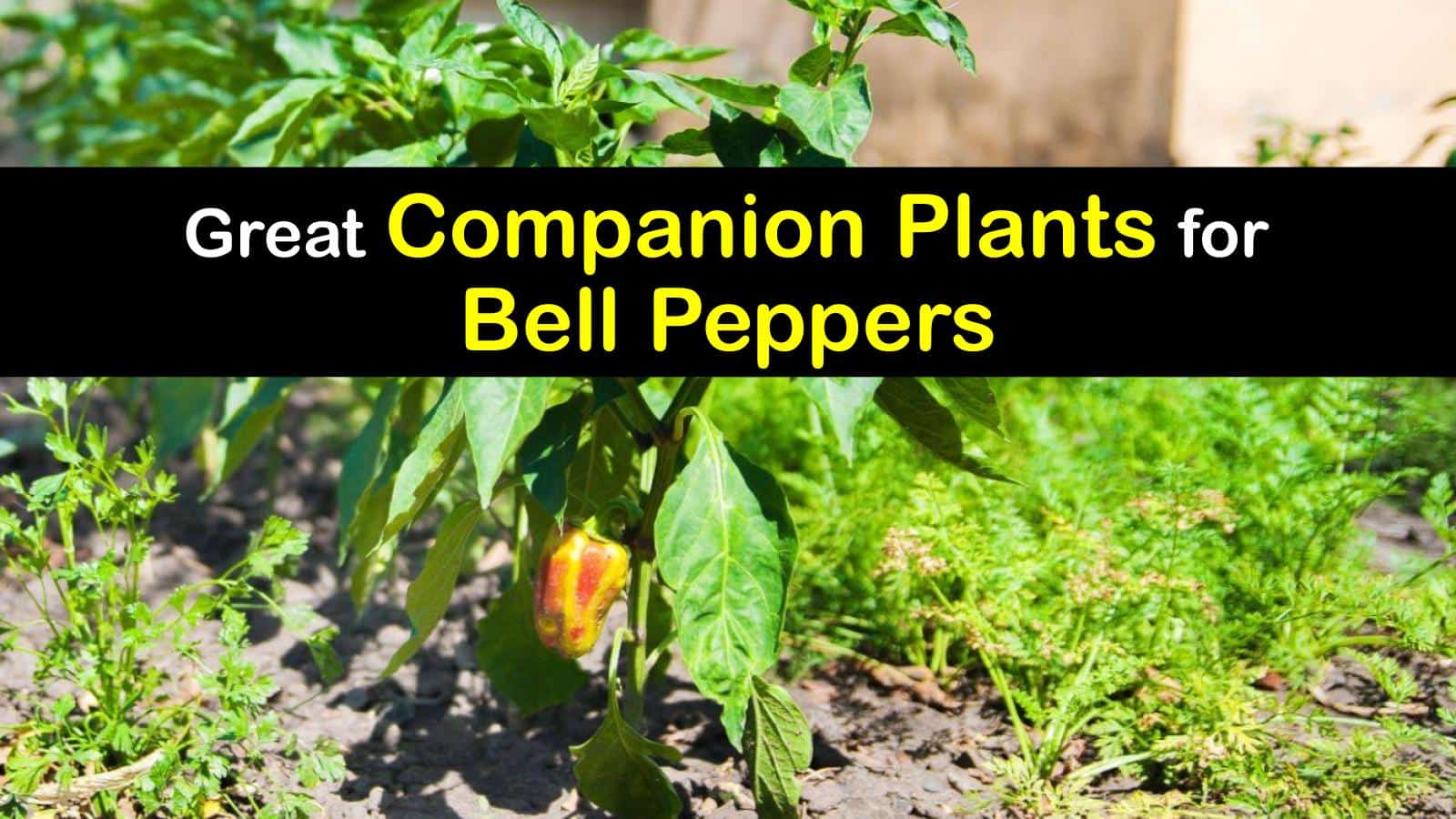 Great Companion Plants for Bell Peppers