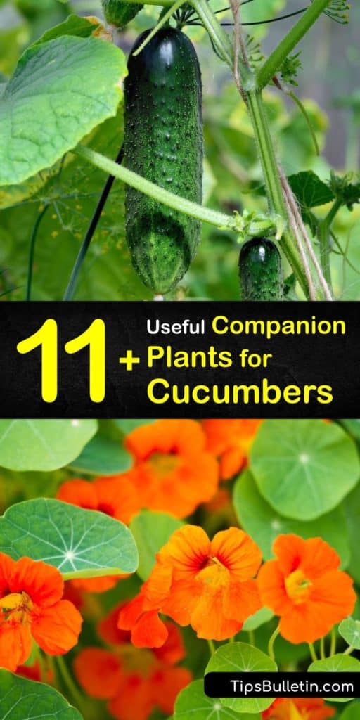 Discover why you should plant marigolds, radishes, oregano, Brussels sprouts, and pole beans or bush beans with your cucumbers. Companion planting uses plants’ mutually beneficial traits to repel pests like aphids and cucumber beetles and attract pollinators. #companion #planting #cucumbers