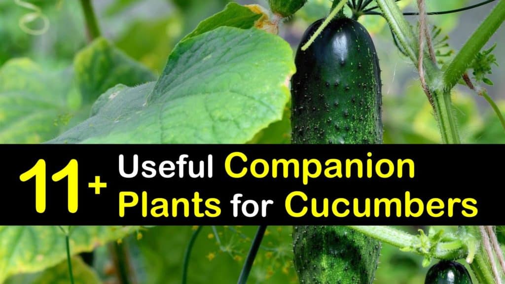 Companion Planting Cucumbers titleimg1