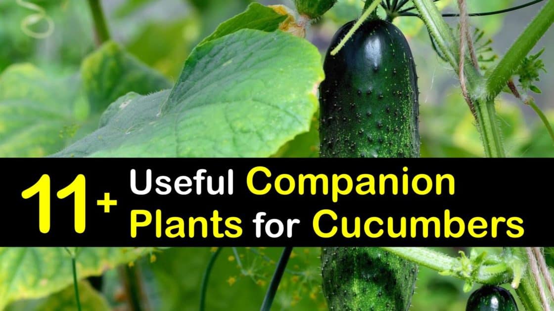 11+ Useful Companion Plants for Cucumbers