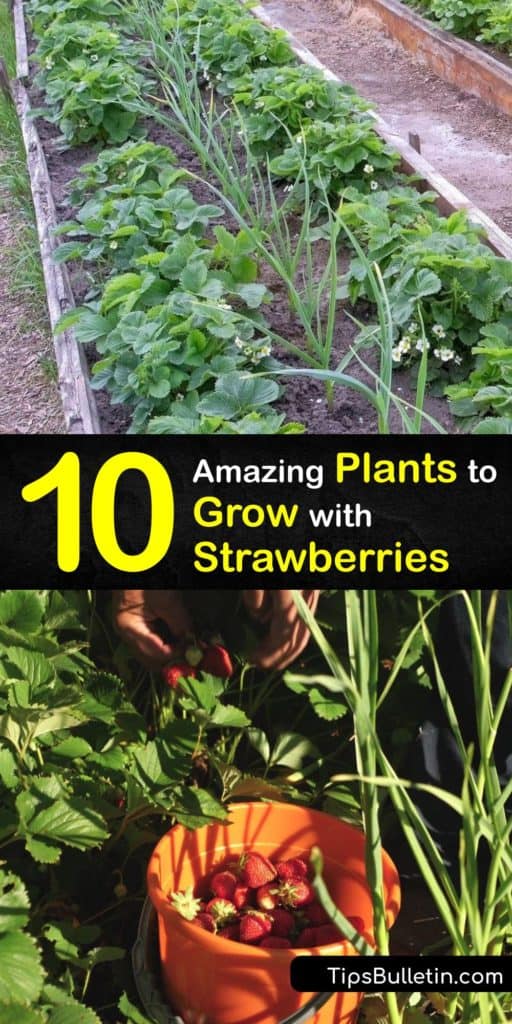 Discover the best companion plants to attract beneficial insects and pollinators and repel pests away from your strawberry plants. Legumes like bush beans add nitrogen to the soil, and chives and caraway repel pests like aphids. #companion #planting #strawberries