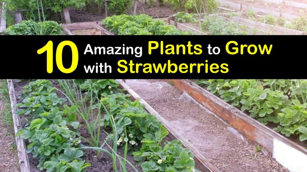 10 Amazing Plants to Grow with Strawberries - Tips Bulletin