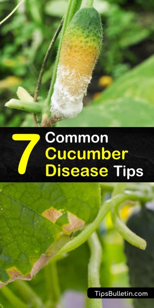 Learn how to spot, treat, and prevent cucumber diseases to grow a healthy and productive vegetable garden. Cucumber plants are often plagued by downy mildew, anthracnose, and other bacterial and fungal diseases that cause wilting and discoloration. #cucumber #diseases #common