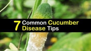 Cucumber Diseases titleimg1