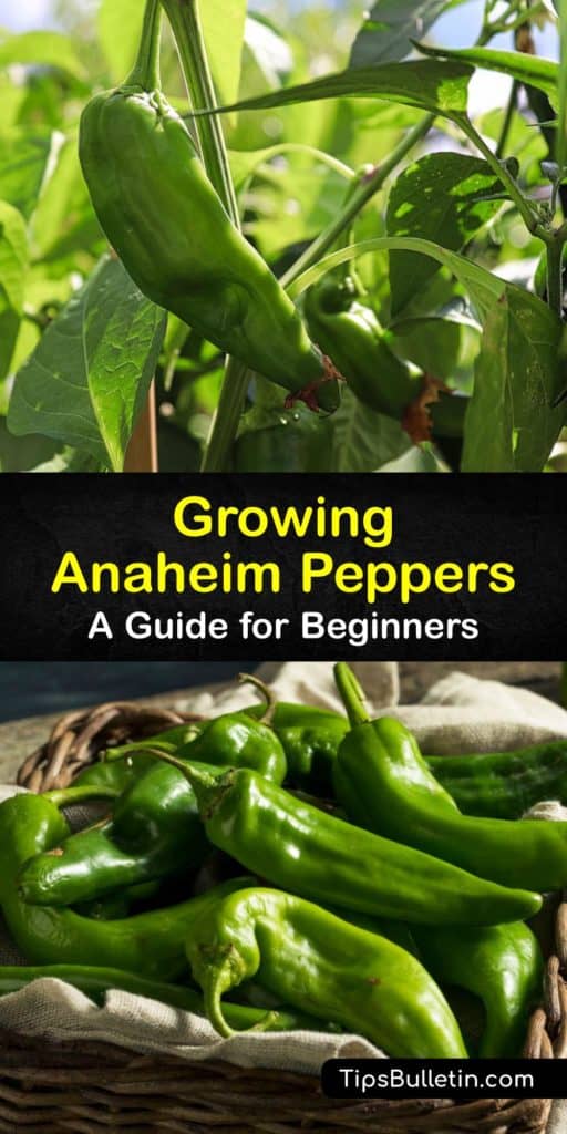 Discover how easy it is to grow Anaheim chili peppers (Capsicum annuum) at home by starting them from seed. These California hot peppers originated from New Mexico and are milder than the jalapeno and a great substitute for recipes that call for bell peppers. #howto #grow #anaheim #peppers