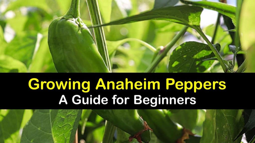 Growing Anaheim Peppers titleimg1