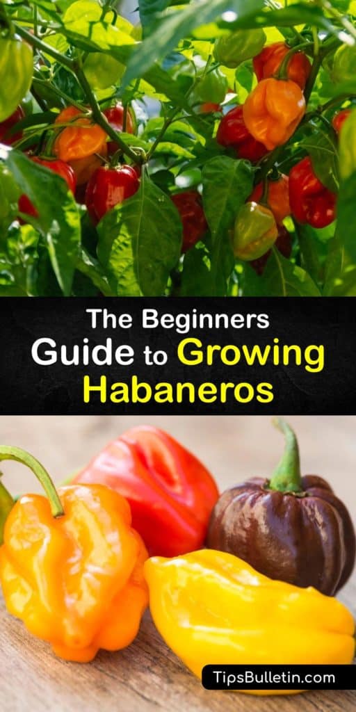 Discover how easy it is to grow your own habanero hot peppers at home in a few simple steps. Germinate your chili peppers indoors by planting seeds in front of a sunny window and transplant them in a large pot or garden after the last frost. #howto #growing #peppers #habaneros