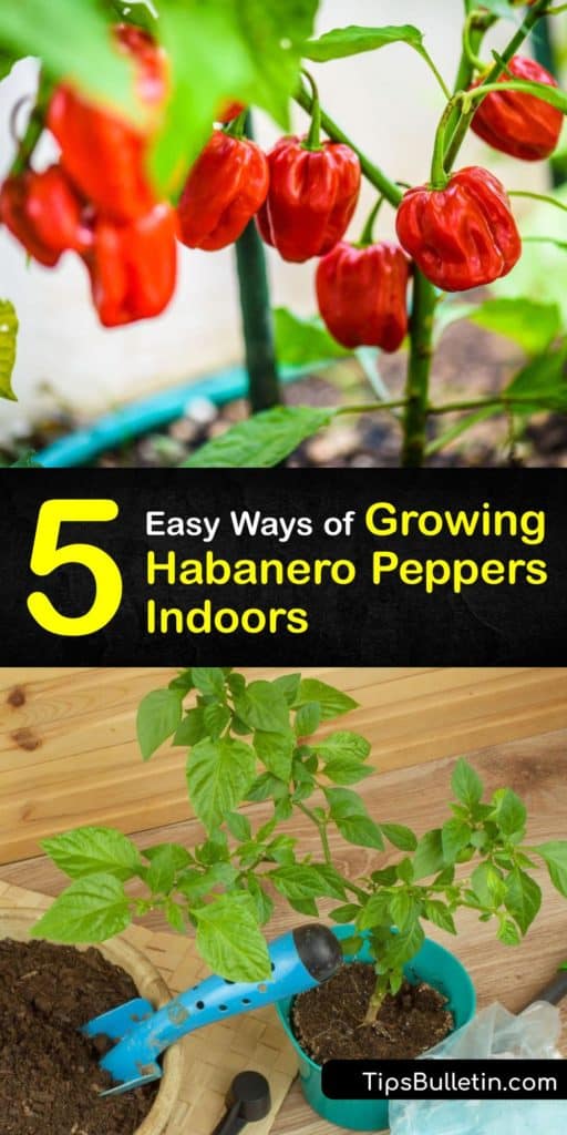 Habanero peppers are hot peppers that are a part of the capsicum family. During the growing season, use grow lights for pepper seeds indoors. After the last frost, transplant your habaneros outside after germination. #howto #grow #habanero #peppers