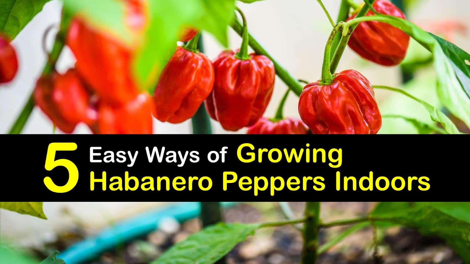 5 Easy Ways of Growing Habanero Peppers Indoors