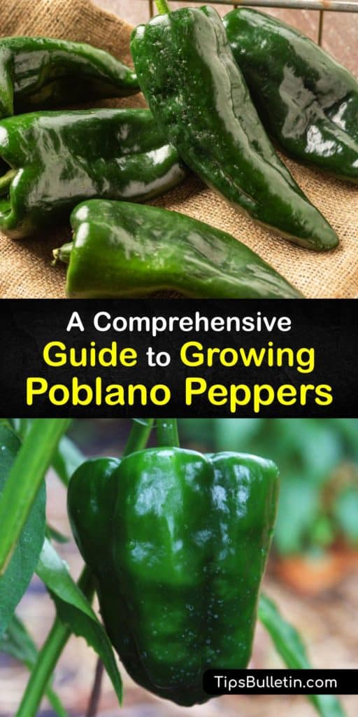 Discover how to grow delicious poblano peppers. Milder than a jalapeno on the Scoville heat scale, these Mexican chili peppers grow best in full sun. Plant pepper seedlings in late spring after the last danger of frost has passed. #growing #poblano #peppers