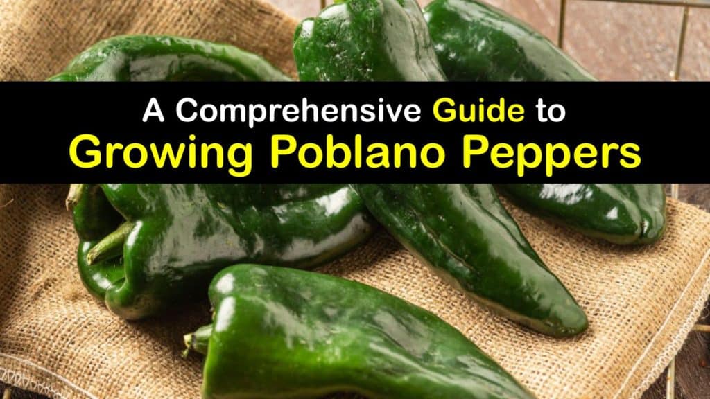 Growing Poblano Peppers titleimg1