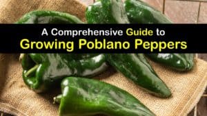 Growing Poblano Peppers titleimg1