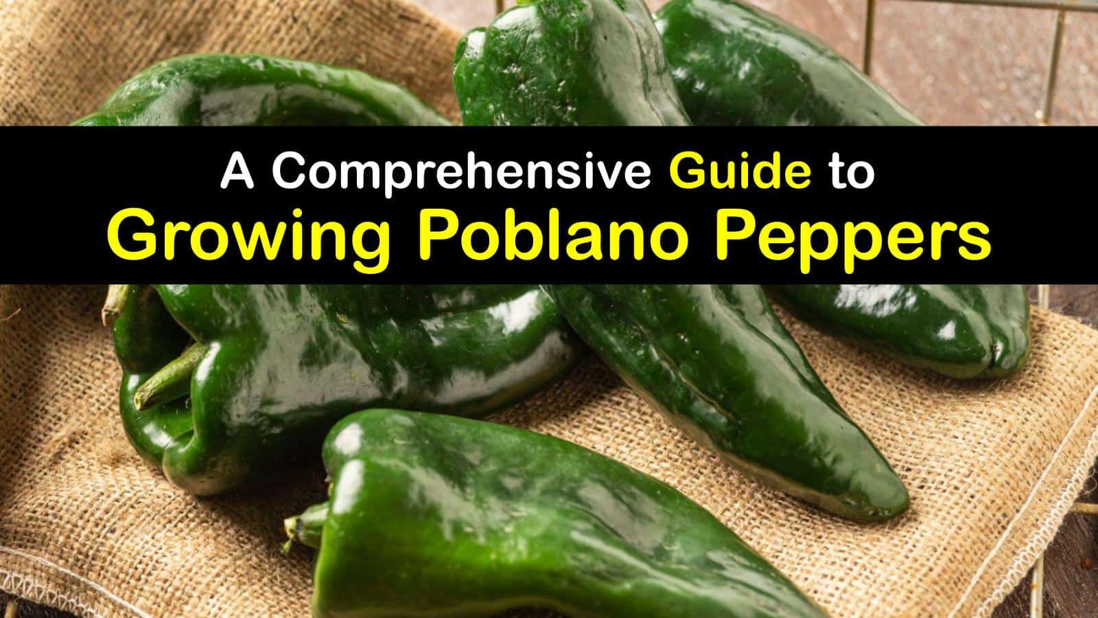 A Comprehensive Guide to Growing Poblano Peppers