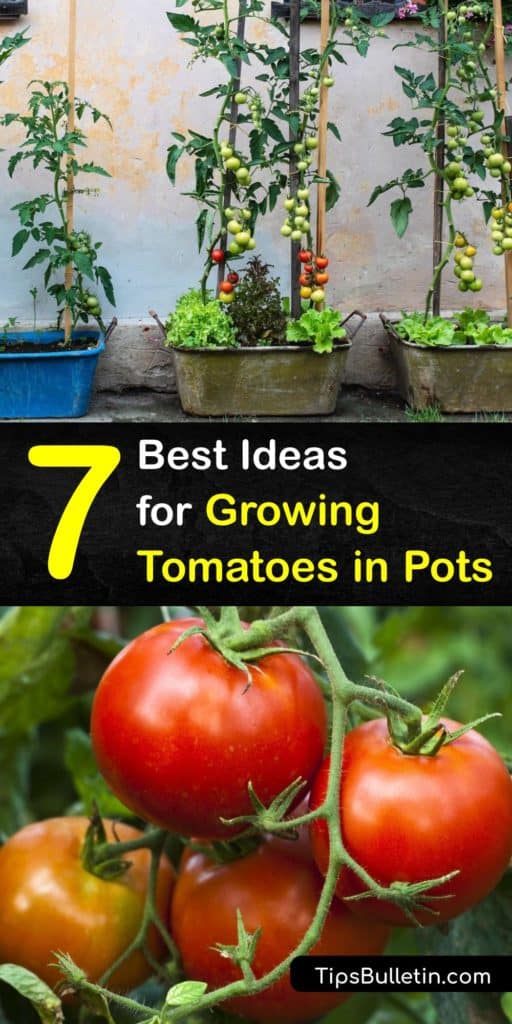 Discover how to grow your own tomato varieties in pots on your porch or patio and enjoy a tasty harvest at the end of the growing season. Potted tomatoes are easy to grow in large containers with drainage holes, rich garden soil, and tomato cages for support. #howto #grow #tomatoes #pots