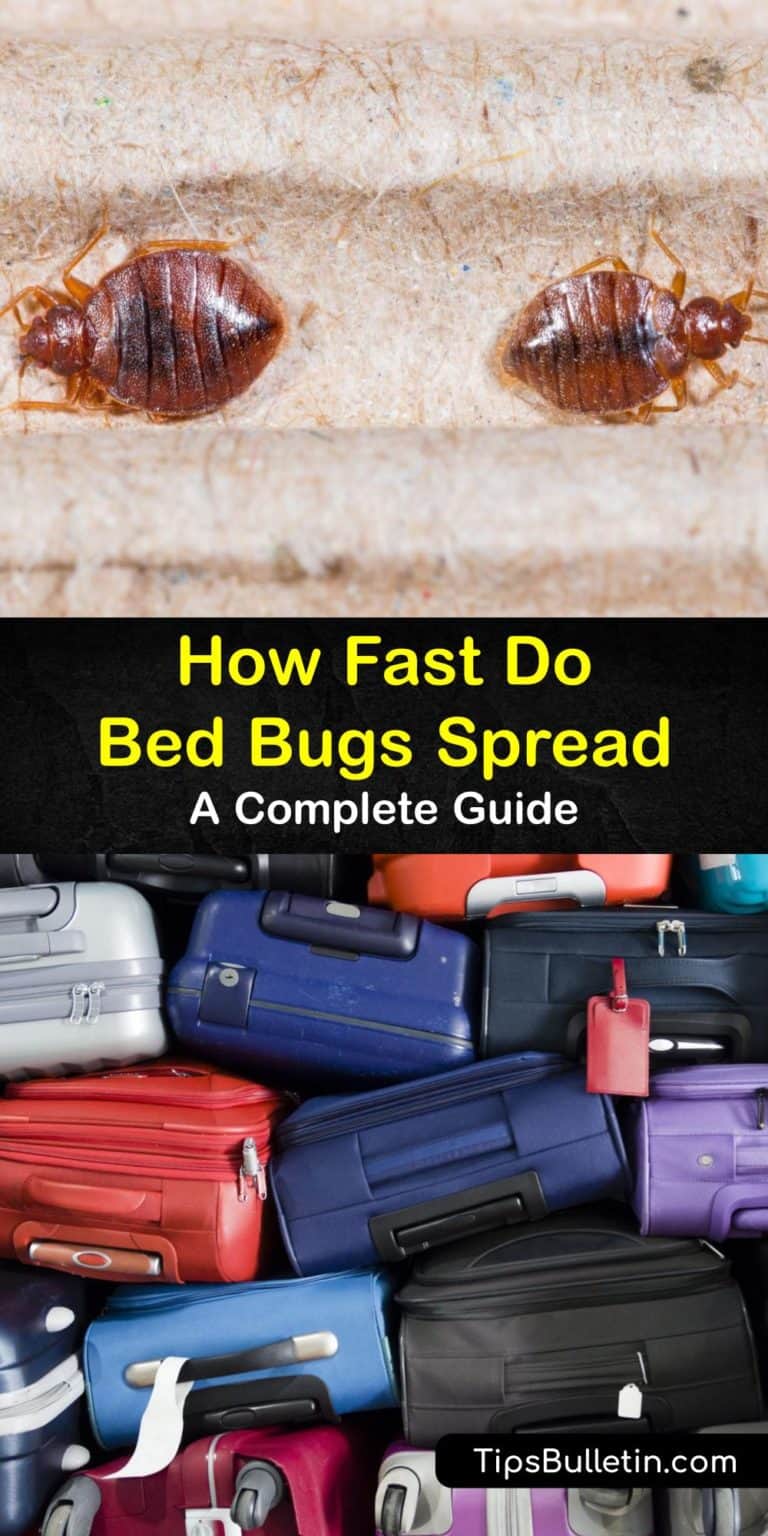 How do Bed Bugs Spread A Complete Guide