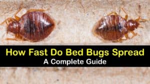 How Fast do Bed Bugs Spread from Room to Room titleimg1