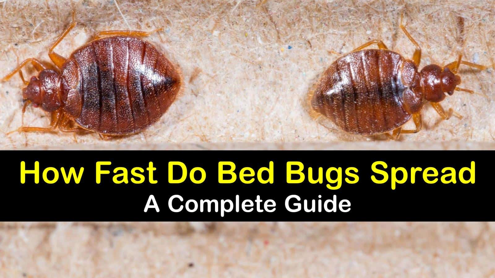 Bed Bugs Heat Treatment Las Vegas Eliminate Bed Bugs In 1 Day