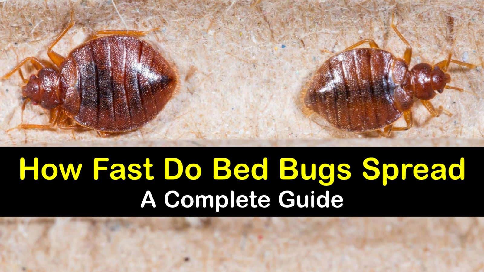 How do Bed Bugs Spread A Complete Guide