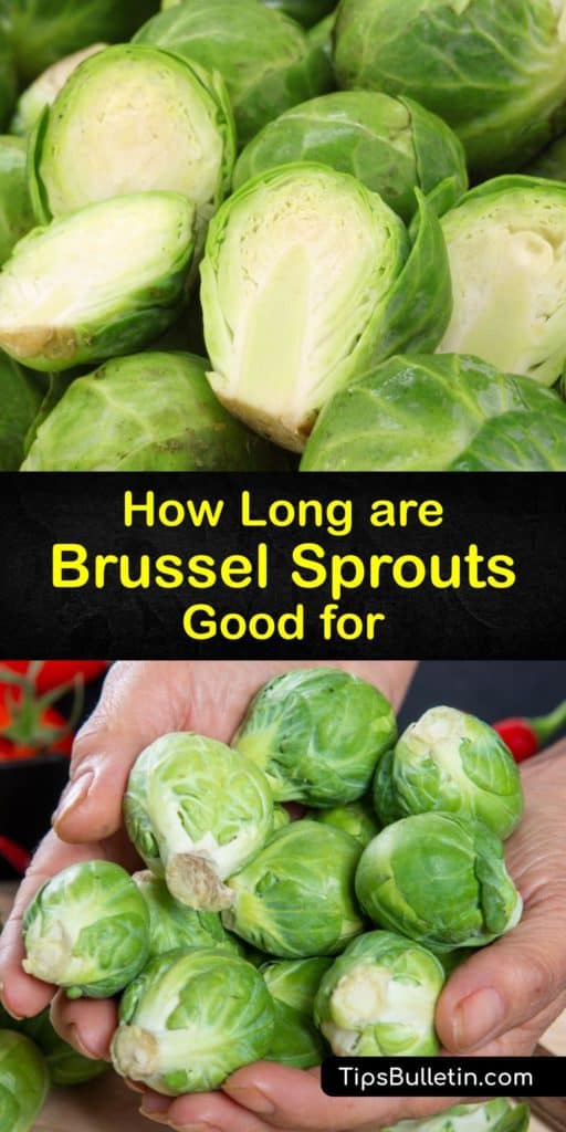 Discover how to store Brussels sprouts, how long they last, and how to tell if these veggies are bad. These cruciferous vegetables from Belgium are bright green when fresh and store well in a plastic bag or cold water in the crisper drawer of the fridge. #last #brussels #sprouts