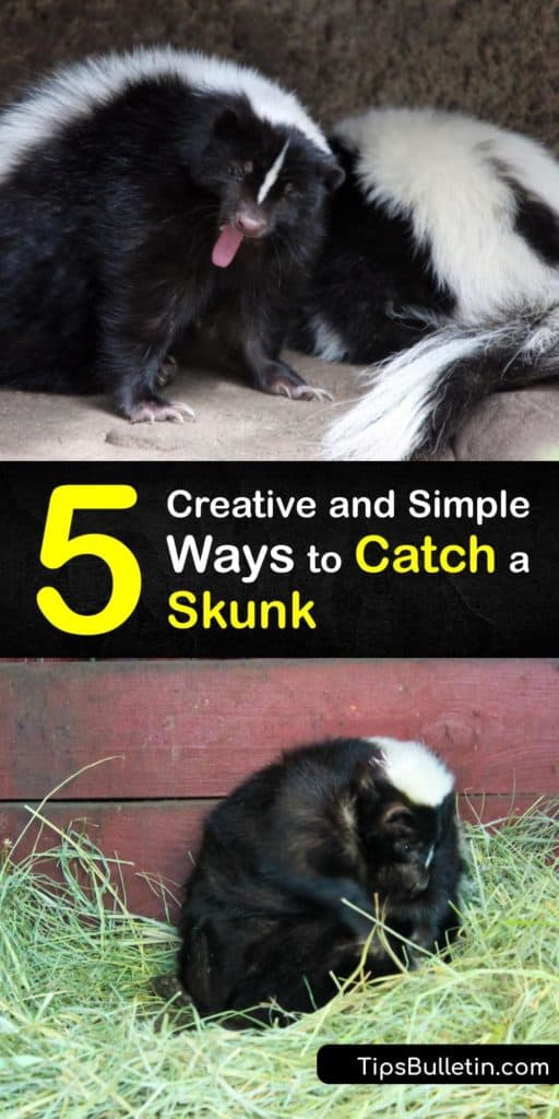 Learn the best bait to lure a critter like a skunk or a raccoon into a live trap. Baiting a skunk is simple when you use peanut butter, marshmallows, cat food, or insect larvae. Once you have a trapped skunk, call animal control to get rid of the animal. #howto #catch #skunk