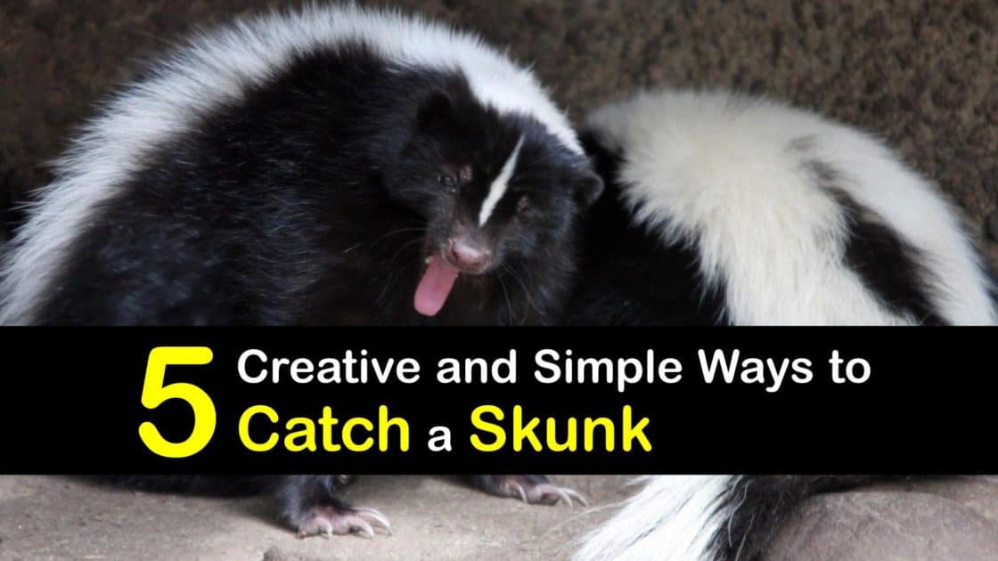 5 Creative and Simple Ways to Catch a Skunk