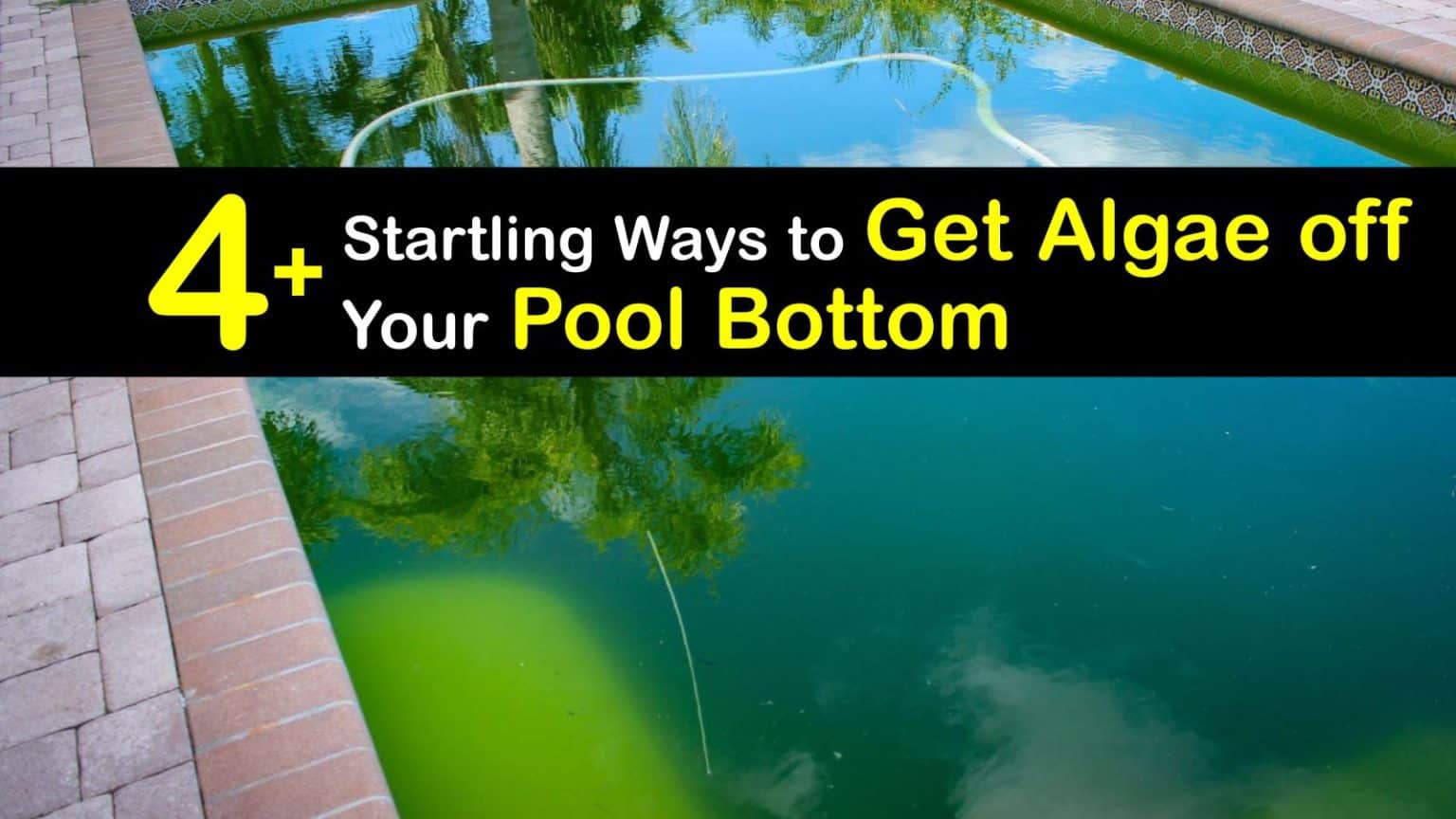 algae above ground pool